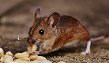 hospital-and-healthcare-facility-pest-management Experts in Rices Mills